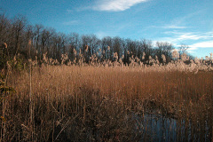 Cattail grasses in Clarence Fahnestock Memorial State Park, NY