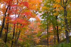 Openlands Lakeshore Preserve; Ft. Sheridan, IL