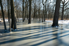 Turnbull Woods